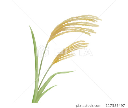 Simple watercolor illustration of Japanese pampas grass 117585497