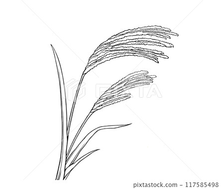 Simple black and white illustration of Japanese pampas grass 117585498