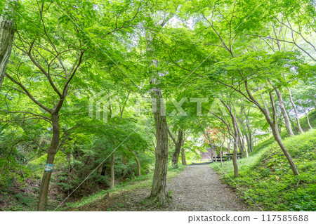 Yokkaichi City, Mie Prefecture, a walking path of Miyazuma Gorge with beautiful fresh greenery called Ao Momiji 117585688