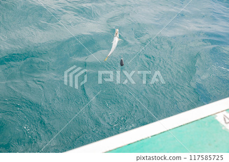 海釣竹莢魚 海釣竹莢魚 117585725