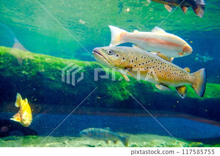 Brown trout Brown trout 117585755