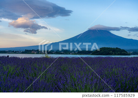 [富士山素材]初夏從河口湖看到的富士山和薰衣草[山梨縣] 117585929