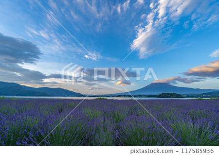 [Mt. Fuji material] Mt. Fuji and lavender seen from Lake Kawaguchi in early summer [Yamanashi Prefecture] 117585936