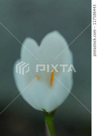 白色Tamasdale花 117586443