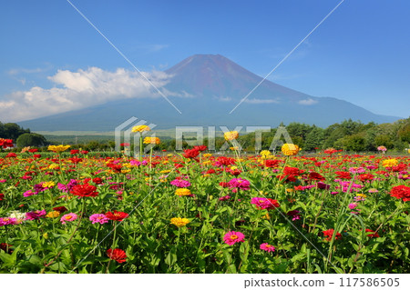 Zinnias in full bloom at Hana no Miyako Park in Yamanaka, Yamanakako Village, Minamitsuru District, Yamanashi Prefecture, and a view of Mt. Fuji 117586505
