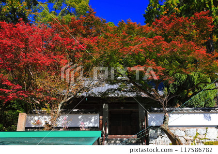[Saga Prefecture] Autumn foliage at Daikozenji's Soke Shrine on a clear day 117586782
