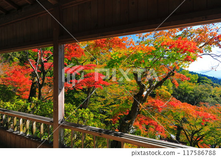 [Saga Prefecture] Autumn leaves at Daikozenji Temple on a clear day 117586788