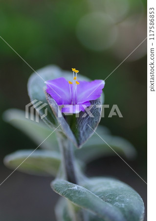 Tradescantia siramontana blooming in a flowerbed Tradescantia siramontana blooming in a flowerbed 117586853