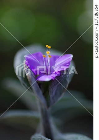 Purple small Tradescantia siramontana flower Purple small Tradescantia siramontana flower 117586854