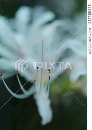 白色簇狀孤挺花 白色簇狀孤挺花 117586868