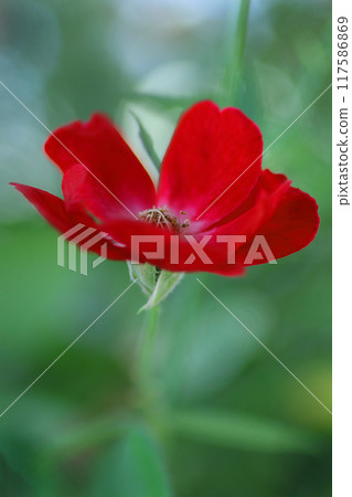 紅山茶 紅山茶 117586869