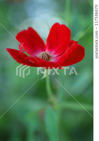 童話紅山茶花 童話紅山茶花 117586870