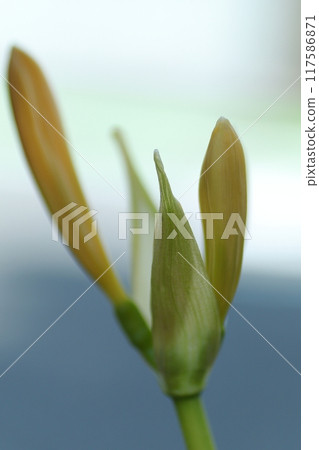 Zephyranthes tamasdale 芽 Zephyranthes tamasdale 芽 117586871
