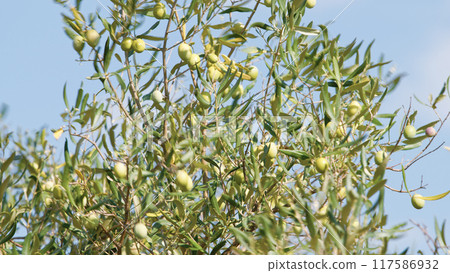 Green olives on tree branch 117586932