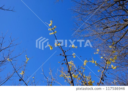 向藍天綻放的紅腹花【相模原市築井市 1月】 向藍天綻放的紅腹花【相模原市築井市 1月】 117586946