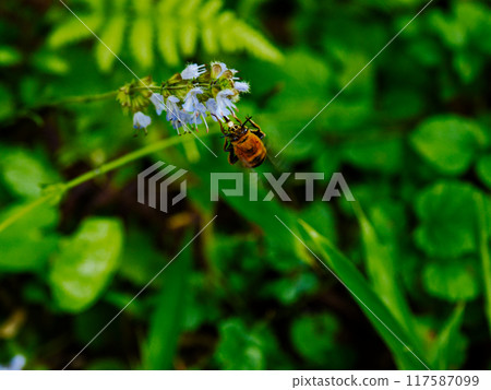 蜜蜂科的吸蜂 蜜蜂科的吸蜂 117587099