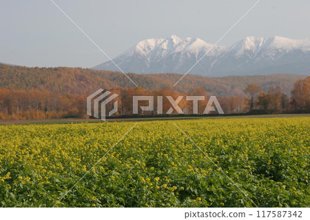 Biei Hill 7 117587342