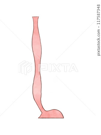 Anatomy and physiology of the digestive system: Esophagus Anatomy and physiology of the digestive system: Esophagus 117587348