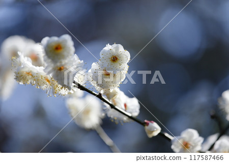 白梅花沐浴著初春的陽光 白梅花沐浴著初春的陽光 117587466