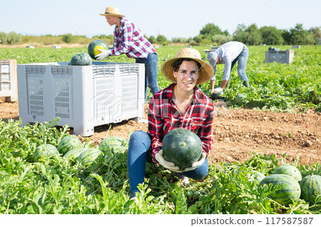 Female farmer harvesting watermelons on fruit plantation Female farmer harvesting watermelons on fruit plantation 117587587