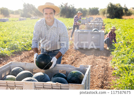 Male farmer neatly stacks watermelons in a large box for transportation from field to warehouse Male farmer neatly stacks watermelons in a large box for transportation from field to warehouse 117587675