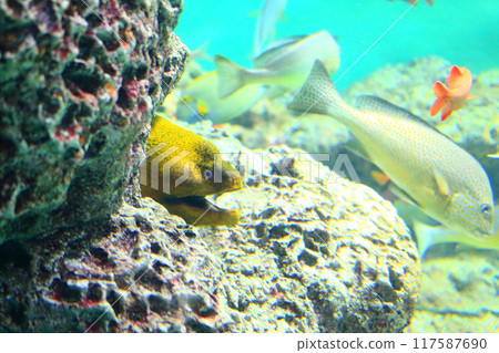 Moray and Yellow Porgy 117587690