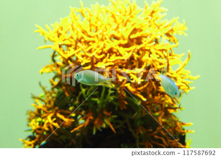 Devasuzume die and coral Devasuzume die and coral 117587692