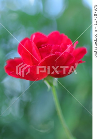 Red camellia among greenery Red camellia among greenery 117587979