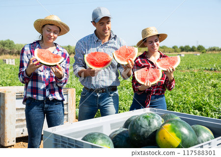 Farmers tasting new harvest of watermelons 117588301