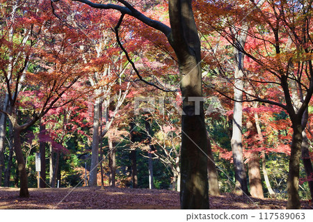 Beautiful autumn foliage on Momijiyama in Omachi Park (Omachi Nature Observation Park), Ichikawa City, Chiba Prefecture 117589063