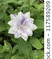 四花風鈴草花。桔梗 117589209