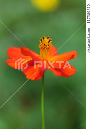 Orange yellow cosmos among the greenery Orange yellow cosmos among the greenery 117589210