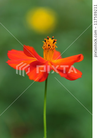 新鮮綠色植物中的橙色波斯菊 新鮮綠色植物中的橙色波斯菊 117589211