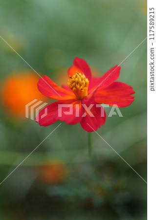 新鮮綠樹間的紅色波斯菊花 新鮮綠樹間的紅色波斯菊花 117589215