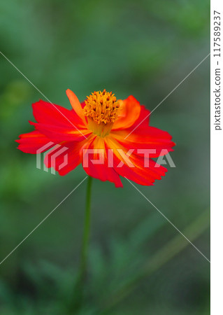 Red yellow cosmos flowers among fresh greenery Red yellow cosmos flowers among fresh greenery 117589237