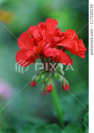 Red ivy geranium flower Red ivy geranium flower 117589238