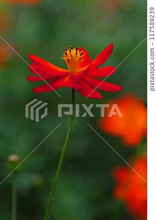 鮮綠之中的紅色波斯菊 鮮綠之中的紅色波斯菊 117589239