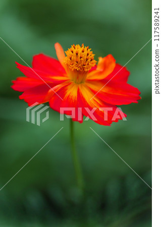 新鮮綠樹間的紅色波斯菊花 新鮮綠樹間的紅色波斯菊花 117589241