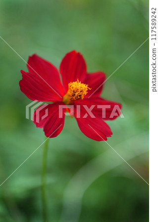 綠樹叢中的紅色波斯菊 117589242