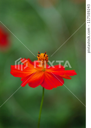 綠樹叢中的紅色波斯菊 綠樹叢中的紅色波斯菊 117589243