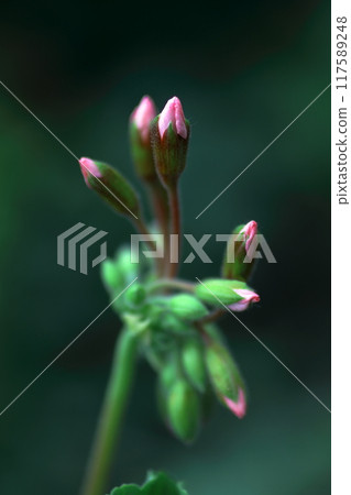 常春藤天竺葵花蕾開始綻放 常春藤天竺葵花蕾開始綻放 117589248
