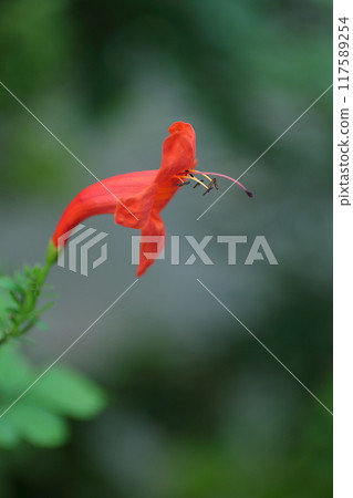 Eccentric orange Trumpet Creeper 117589254