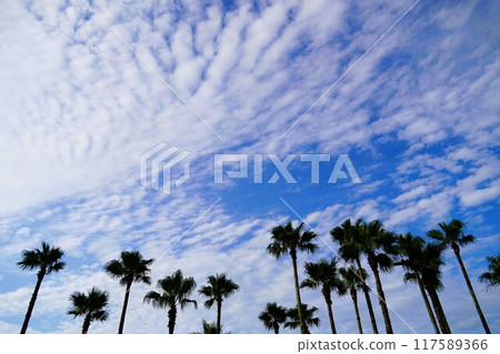 Tsujido Seaside Park in early summer Blue sky and white clouds 117589366