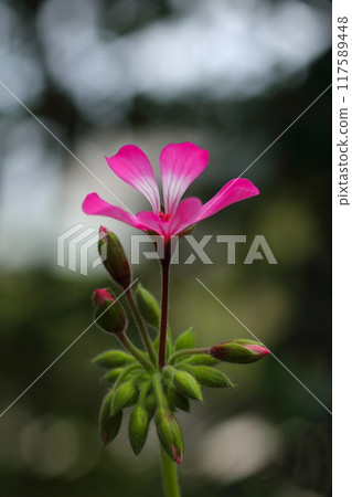 Pink ivy geraniums in the sunlight Pink ivy geraniums in the sunlight 117589448