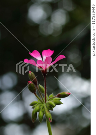 Pink ivy geraniums in the sunlight Pink ivy geraniums in the sunlight 117589449