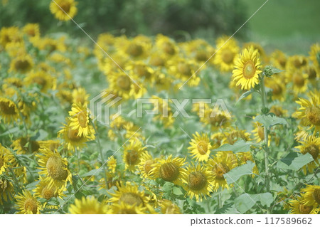Flowers blooming toward the blue sky 117589662