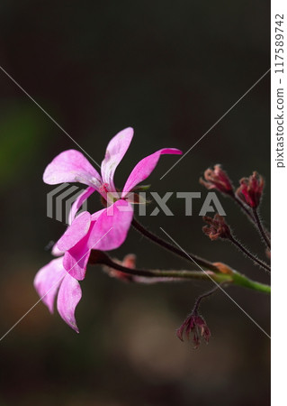 Ivy geranium in the sunlight Ivy geranium in the sunlight 117589742