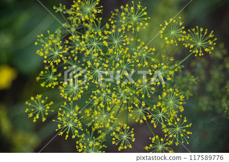 Close-up of yellow dill flower cluster in a garden Close-up of yellow dill flower cluster in a garden 117589776