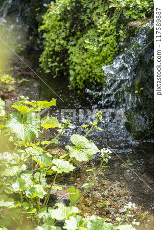 Wasabi cultivated in a clear stream (Sekiganecho, Kurayoshi City) 117589887