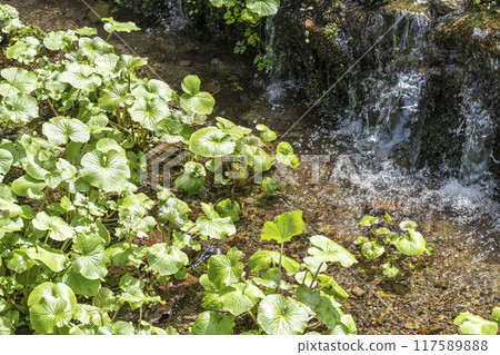 清流栽培的芥末（倉吉市關金町） 117589888